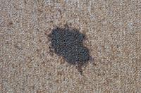 Carpet Cleaning Eagleby image 2